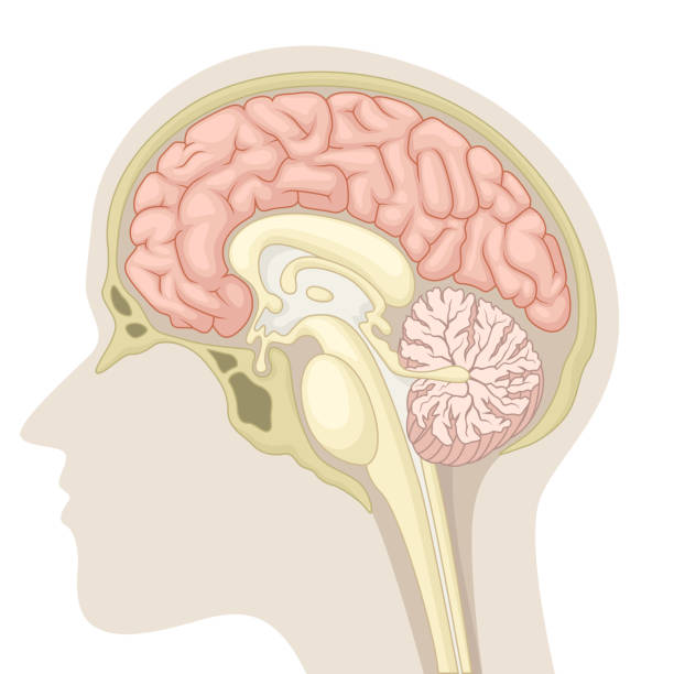 illustrations, cliparts, dessins animés et icônes de section médiane du cerveau humain - tronc cérébral