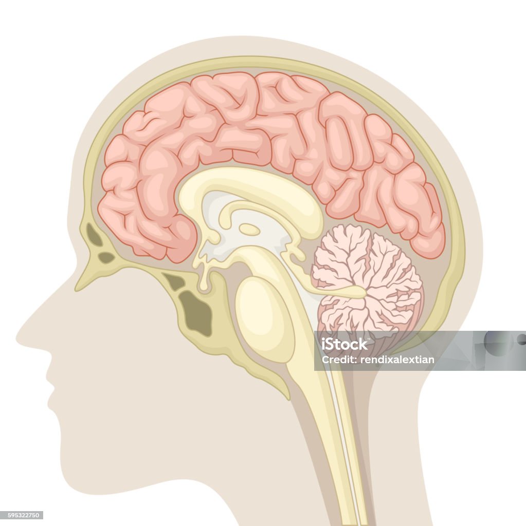 Median section of human brain Vector Illustration Of Median section of human brain Part Of stock vector