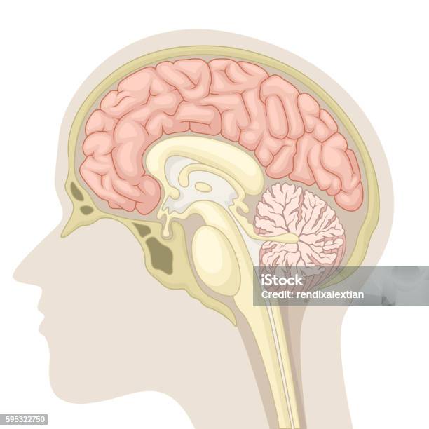 Median Section Of Human Brain Stock Illustration - Download Image Now - Part Of, Diagram, Midbrain