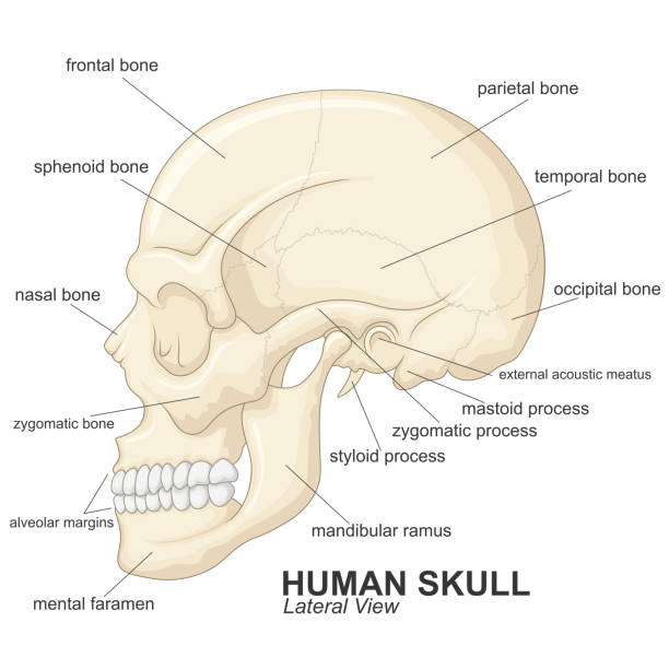 설명과 인간의 두개골 측면 보기 - animal skull stock illustrations