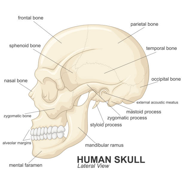 ludzki widok boczny czaszki z wyjaśnieniem - animal skull stock illustrations