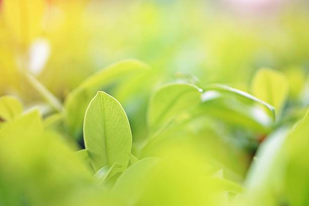 istock green plant leaves in soft focus nature background 595324620