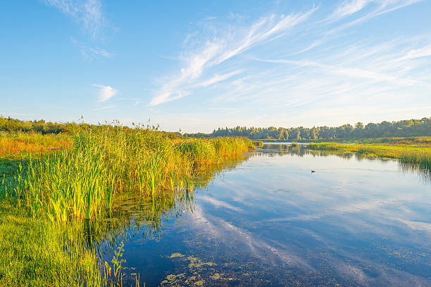 istock Shore of a lake during the golden hour 595325512