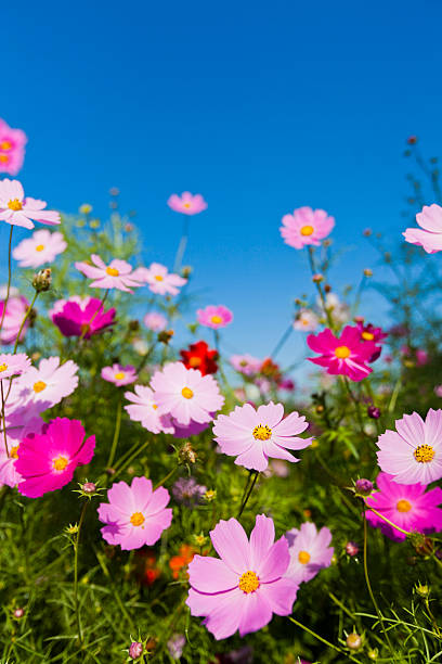 istock Colorful Cosmos Flowers Against Clear Blue Sky 595325730