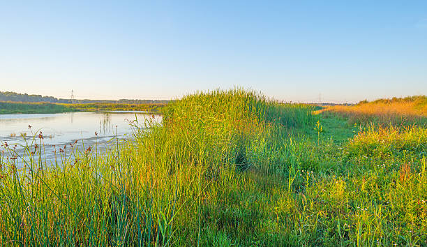 istock Shore of a lake during the golden hour 595325846