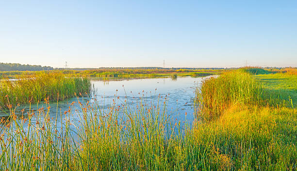 istock Shore of a lake during the golden hour 595325996