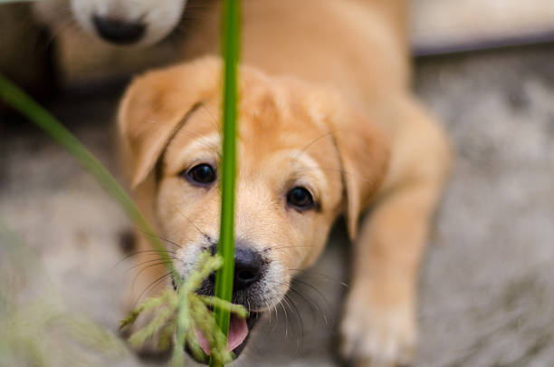 istock Cute puppies playing, eating tree and leaves. 595326314