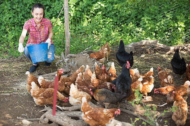 istock Cheerful woman farmer giving feeding stuff 595326404