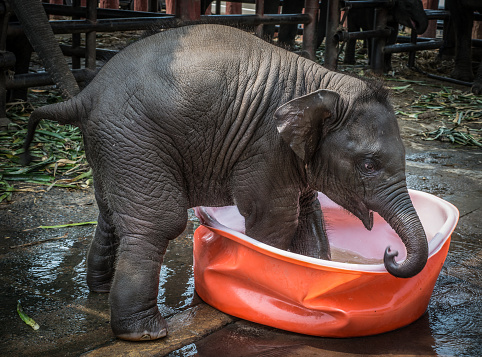 baby elephant takes an early morning bath in a children's wading pool in Thailand.