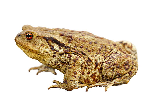 crapaud sur blanc - common toad photos et images de collection
