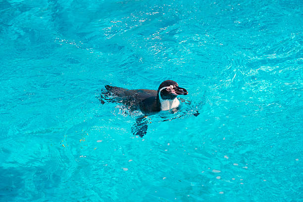 nuoto con pinguino di humboldt - sphenisciformes foto e immagini stock
