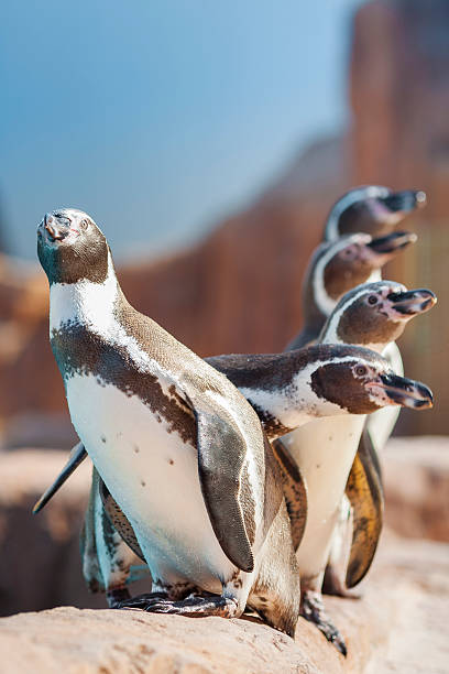 колония пингвинов гумбольдта - humboldt penguin стоков�ые фото и изображения