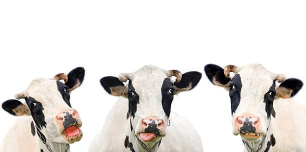 Portrait of three cute cows Three funny cow isolated on a white background. Portrait of three cute cows. Group of cows talk to each other weird spot stock pictures, royalty-free photos & images