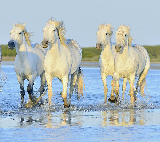 istock Herd of white horses 595330312