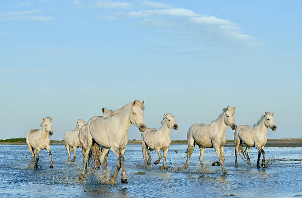 istock Herd of white horses 595330504
