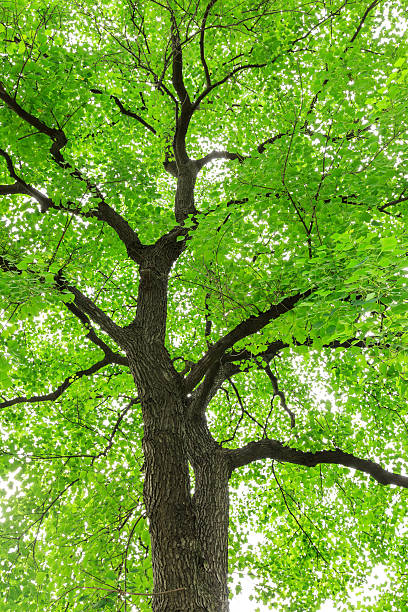 istock Green Sapium sebiferum tree grows in the forest 595331970