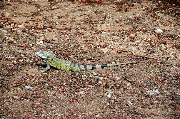 istock Close up of iguana 595332662
