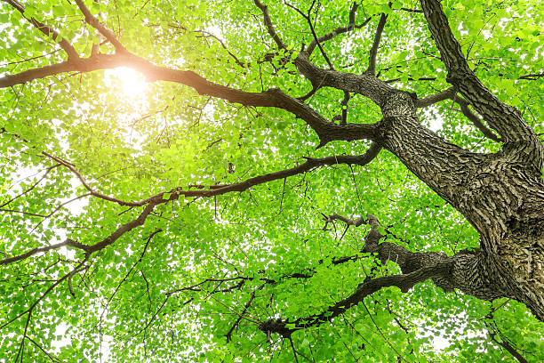 istock Green Sapium sebiferum tree grows in the forest 595332814