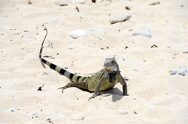 istock Close up of iguana 595332906
