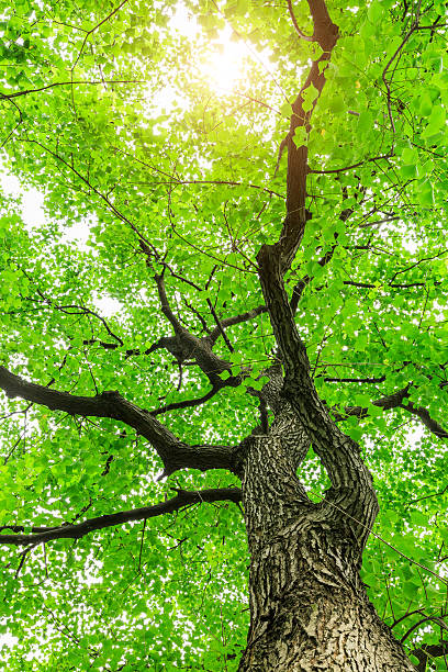 istock Green Sapium sebiferum tree grows in the forest 595332936