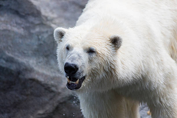 istock Thalarctos Maritimus (Ursus maritimus) commonly known as Polar bear 595333110