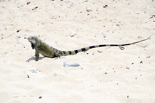 istock Close up of iguana 595333116