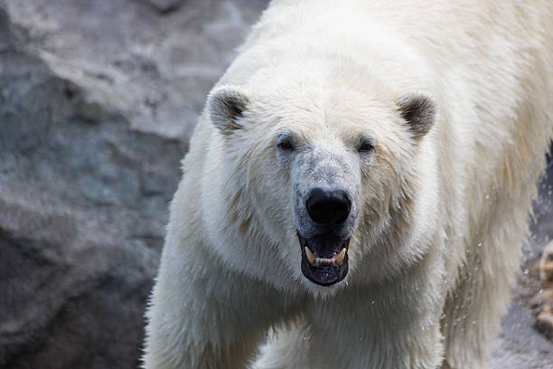 istock Thalarctos Maritimus (Ursus maritimus) commonly known as Polar bear 595333224