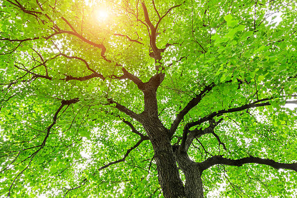 istock Green Sapium sebiferum tree grows in the forest 595333458