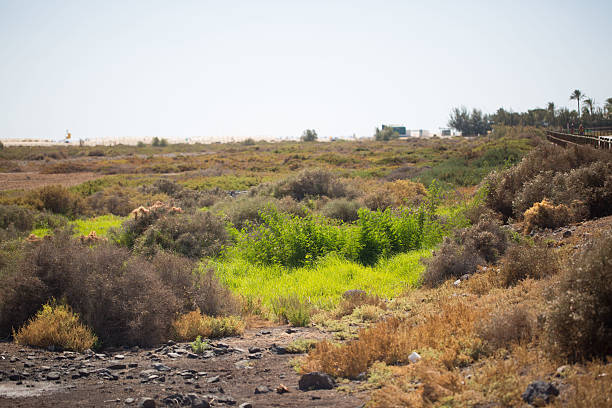istock unique wetland on Fuerteventura 595333492