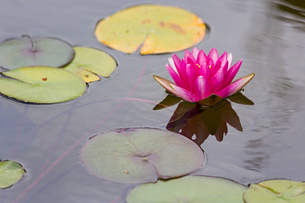 istock Waterlily in garden pond 595333536