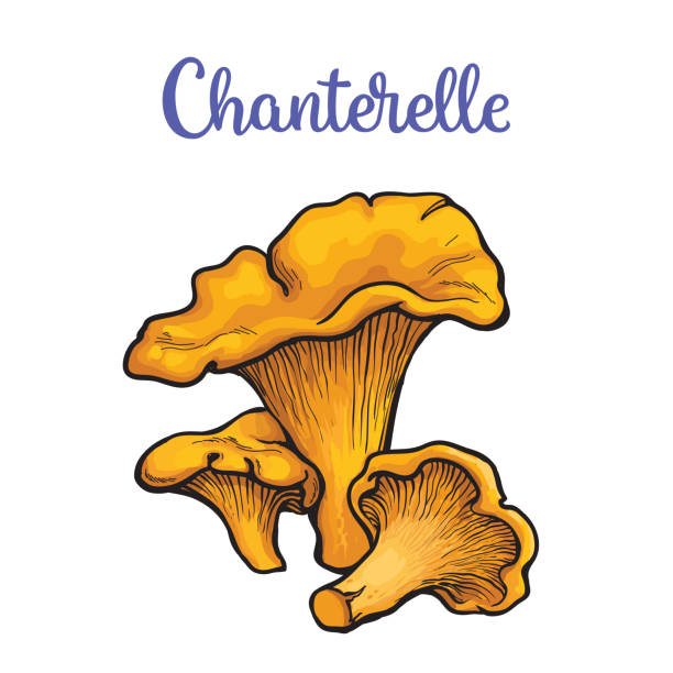 illustrations, cliparts, dessins animés et icônes de jeu de chanterelle champignons comestibles - chanterelle