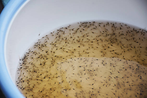istock Larval shrimp and Aquaculture animals business. 595333786