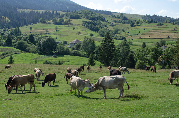 istock herd of cows grazing in a meadow 595334222