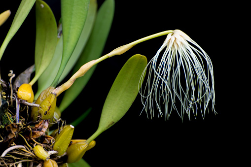 Thailand forest orchid flower, The Medusa's Bulbophyllum (Bulbophyllum medusae) is a species of orchid.