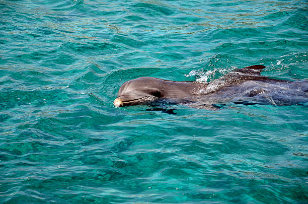 istock Dolphins in Caribbean Sea water 595334824