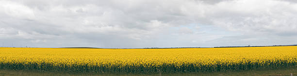 istock Field of canola plants 595334898