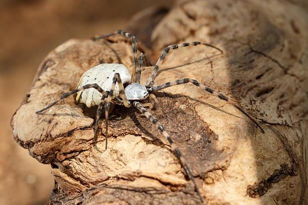 istock Closeup Spider-patisson (argiope lobata) sits on snag 595335208