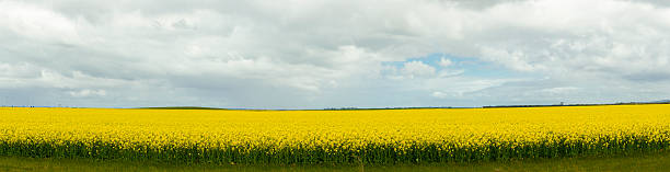 istock Field of canola plants 595335470