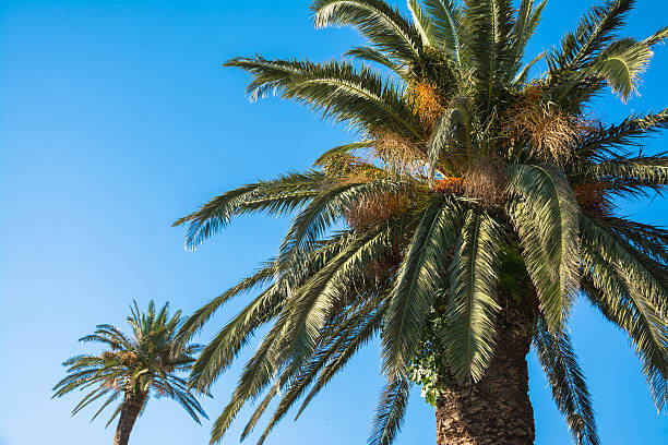 istock two palm trees against the sky. wallpaper 595336332