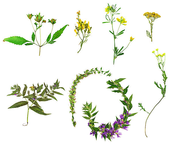 istock wild flowers and plants 595336334