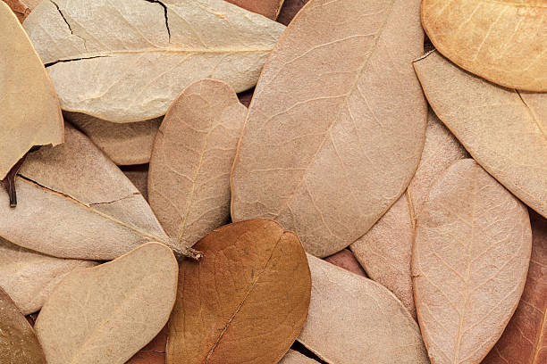 istock Organic air dried red mangrove (Rhizophora mangle) leaves. 595336464