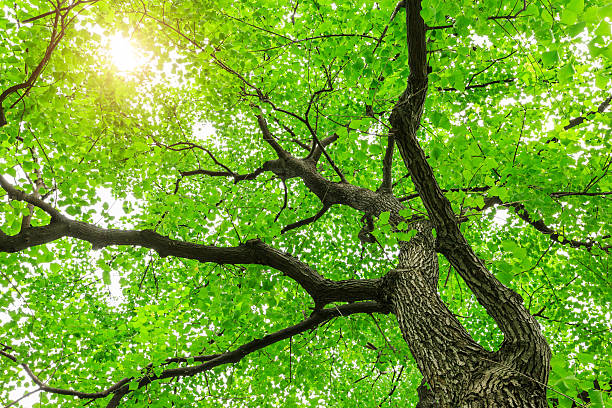 istock Green Sapium sebiferum tree grows in the forest 595336942