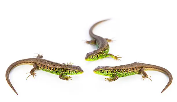 Photo of Conference lizards