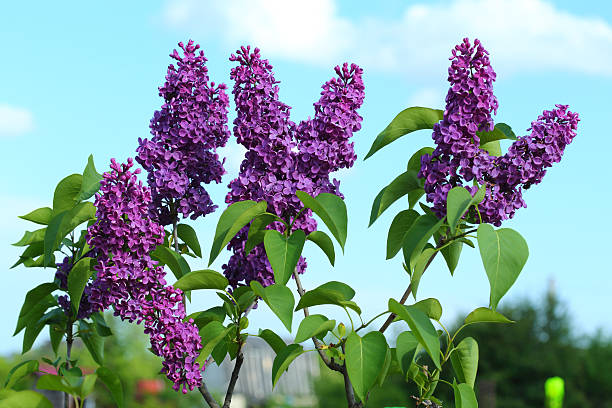 lilás roxo. - lilac bush nature flower bed - fotografias e filmes do acervo