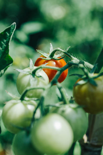 istock Homegrown cherry tomatoes in a pot 595339142