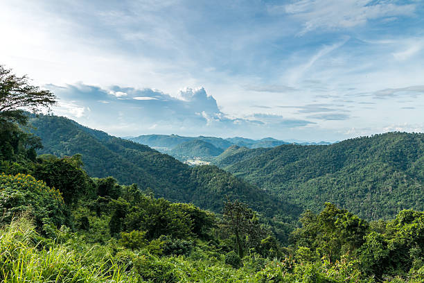tropical rainforest,Khao Yai National Park Thailand.