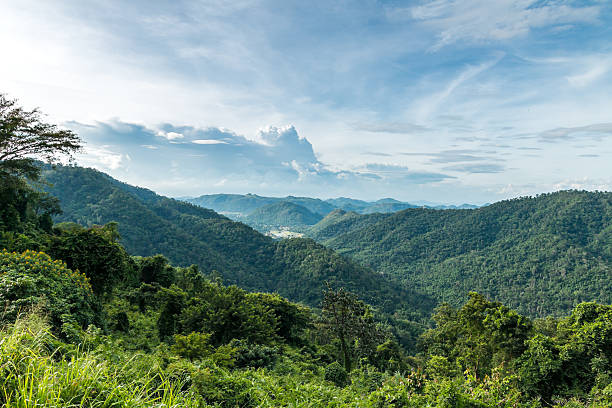 Photo of tropical rainforest,Khao Yai National Park Thailand.