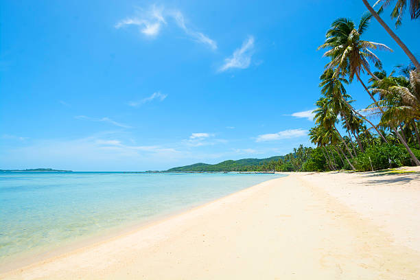 istock Long beach with coconut palm tree and blue sky cloud 595340784