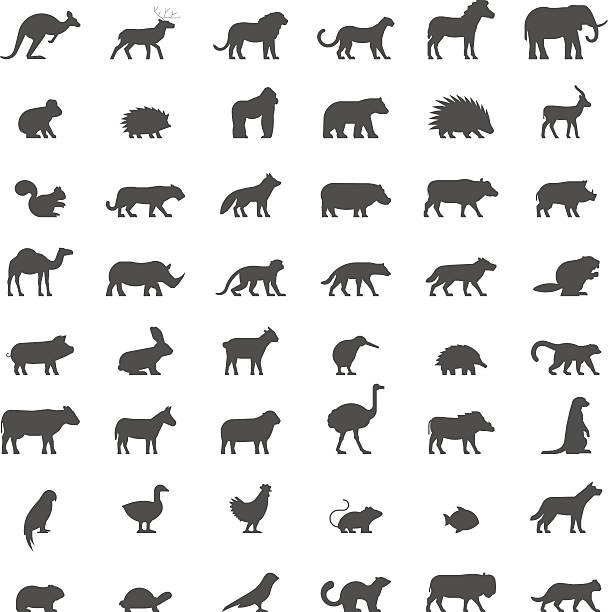 ilustrações de stock, clip art, desenhos animados e ícones de black silhouettes of australian, african, american and other ani - ostrich ape animal monkey
