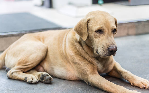 istock Dog is waiting for the owner 595341902